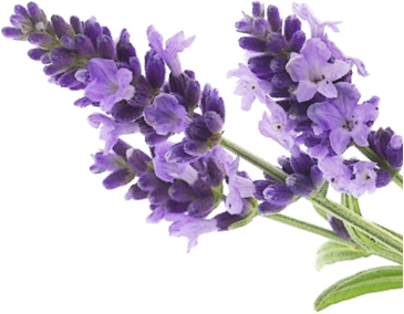 aromaterapia-salvia