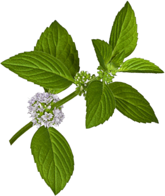 aromaterapia-salvia