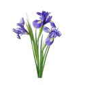 iris pallida